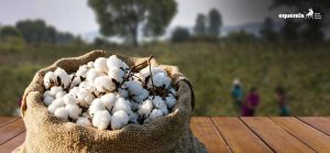 Cotton Imports: Centre Extends Customs Duty Exemption Till December 31; What It Means for Textile Industry